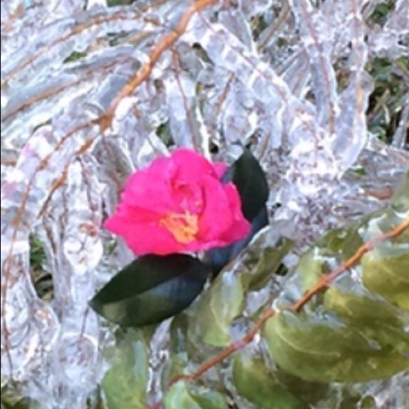 Meet your Posher, Cindy - Picture 8 of 8